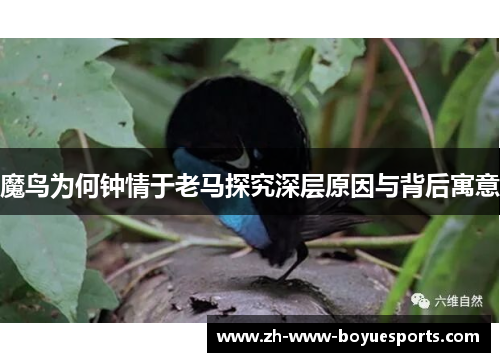 魔鸟为何钟情于老马探究深层原因与背后寓意 魔鸟为何钟情于老马探究深层原因与背后寓意